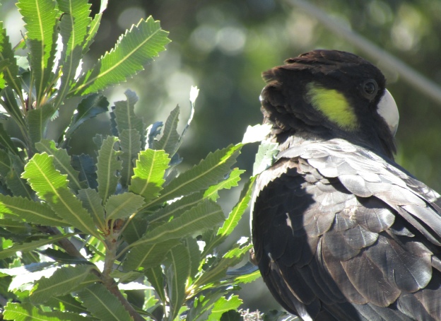 Mollymook Beach treebone gallery
